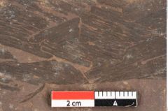 Foto (Detailansicht) von Phragmites oeningensis Braun (NHMW-GEO-2024-0188-0365)